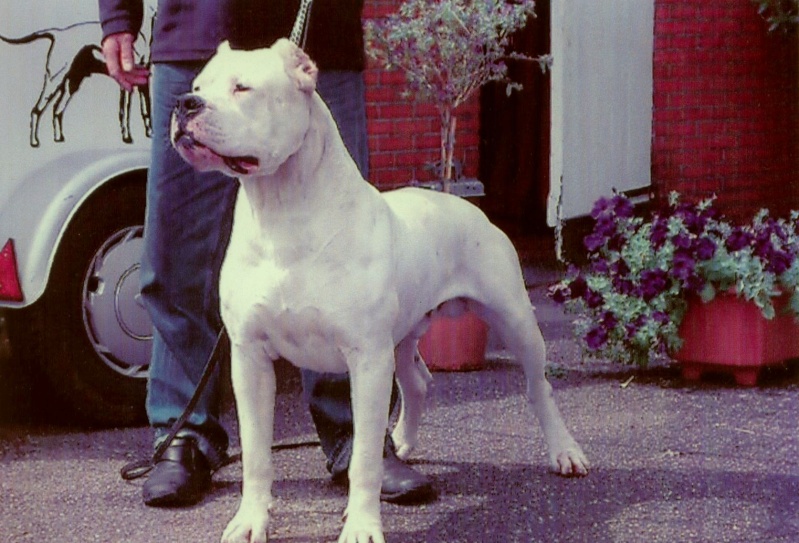 portee dogues argentins ulk di casa dei marchesi x ariostea Leon2010