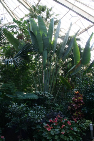 La Serre tropicale du Parc Phoenix de Nice Ravena12