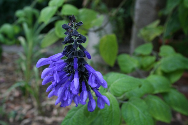 Sauges Salvia12