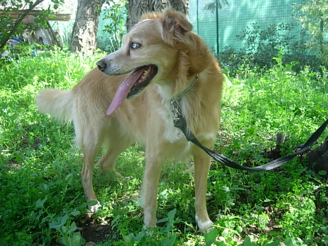 Cochise de plus en plus triste Male croisé husky-retriever Cochis11