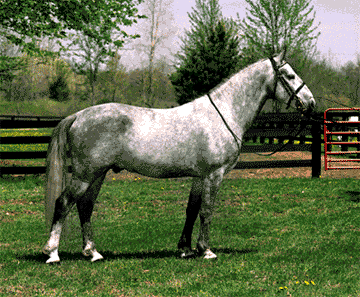 Le Lipizzan Lipizz10