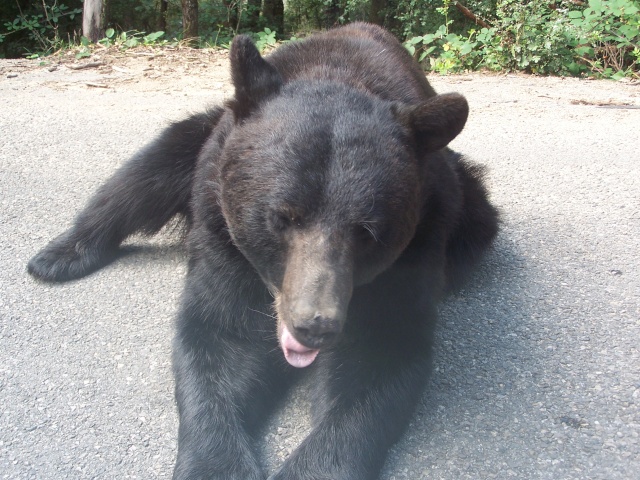 juste pour vous  animaux en liberte Peaugr12