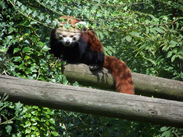 juste pour vous  animaux en liberte Peaugr13