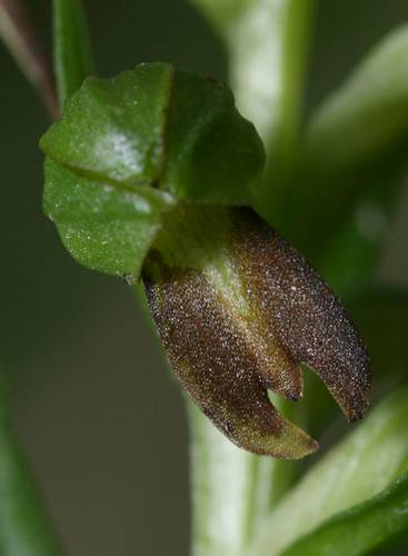 Dactylorhiza (Coeloglossum) viridis( Orchis grenouille ) Coelog10