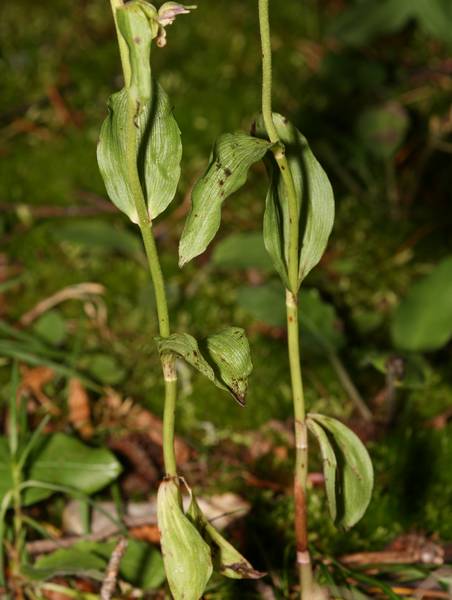 Epipactis distans ? Distan10