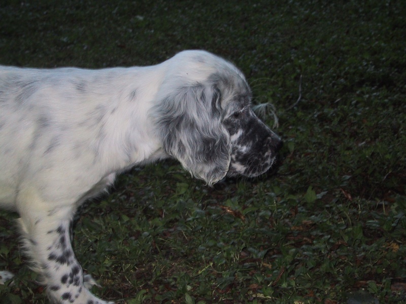 Setter Anglais...2 femelles 3 mâles VANILLE  RADENTIS OSLO Photo_10