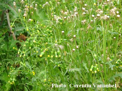 Plante sauvage Sececo11