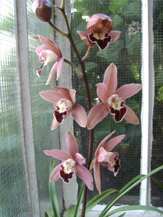 Pour le plaisir des yeux !! Orchid11