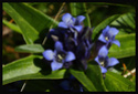 Botanique ( fleurs , fruits , plantes etc ... ) _mg_4210