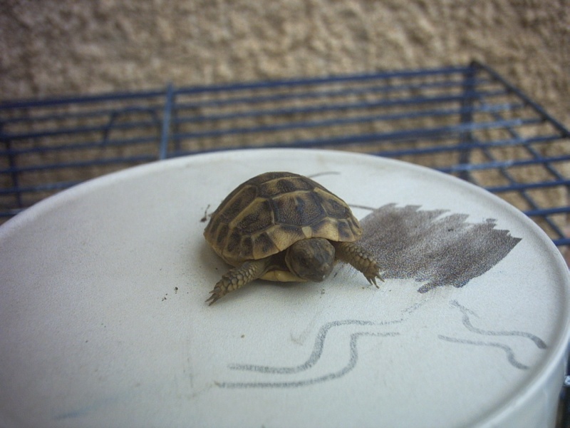 Oeuf de tortue trouve dans mon jardin - Page 2 Pict0011