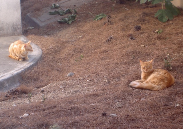 Sauver les chats de l'hopital de Perpignan Boromi11