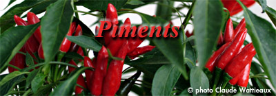 Les piments Paprik10