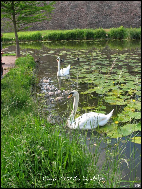 Repas de famille Img_0810