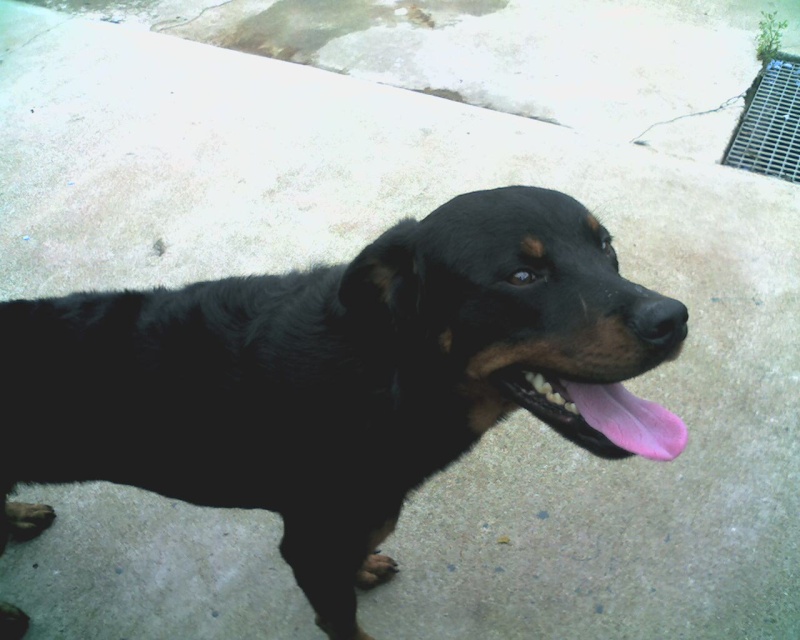 encore un jeune rottweiller en fourriere de thouars 02080710