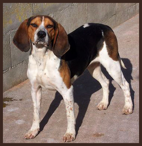 Malta, femelle x beagle sortie de fourrire, traumatise Beagle10