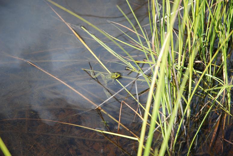 Premier herping en photos Dsc_0211