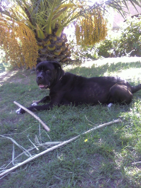 cane corso maltrait 2 ans ds le 83 Black310