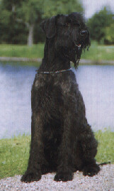 Le Schnauzer géant Riesen11