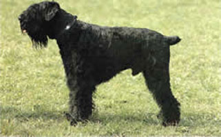 Terrier noir Russe Terrie10