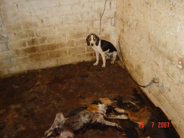 Libertad, beagle martyr de 1 an, Tabanac (33) Libert10