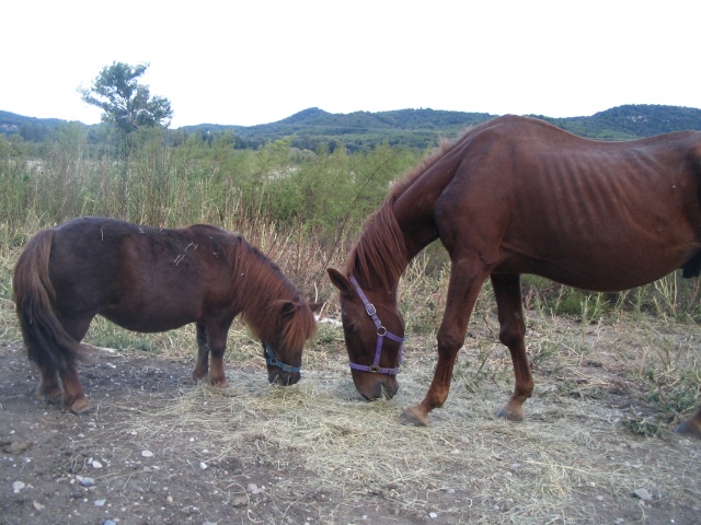 Sourire, le vieux cheval et sa copine Pitchoune _24910