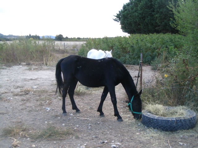 Sourire, le vieux cheval et sa copine Pitchoune _25510