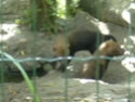 les zoos de Paris Dscn0013