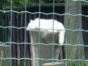 les zoos de Paris Dscn0029