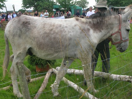 Fête de l'âne à Langey Langey16