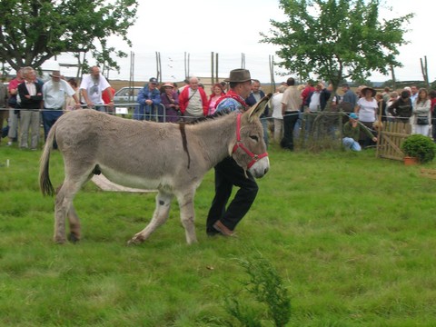 Fête de l'âne à Langey Langey18