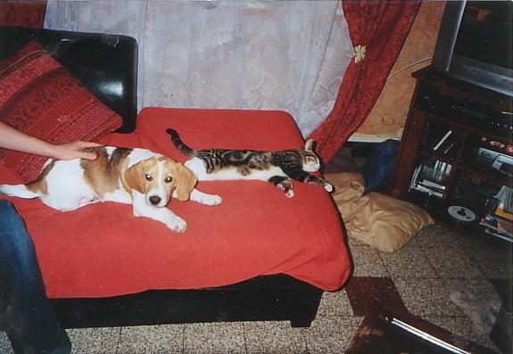 beagle mâle 1 an Chien110