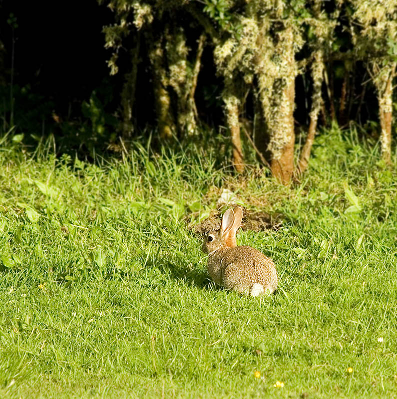bunny wabbit Bunny10