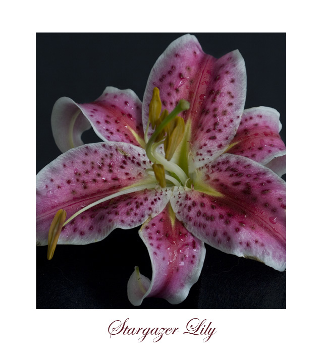 Stargazer Lily 2 Tracy_10