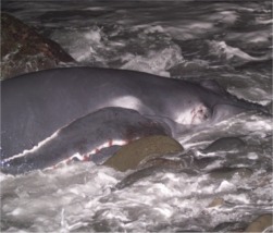 Un bébé baleine perdu sur la Côte d'azur(15/07/2007) Balein10
