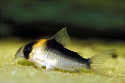 Corydoras album de famille Corydo12