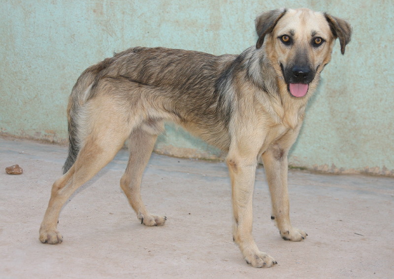 TIMON, jeune X berger au regard clair Timon10