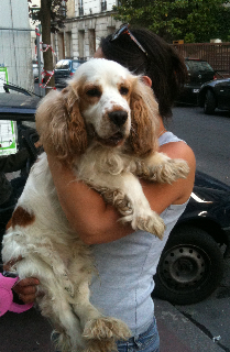 rocky cocker male bo 2 ans dpt 94 Img_5011