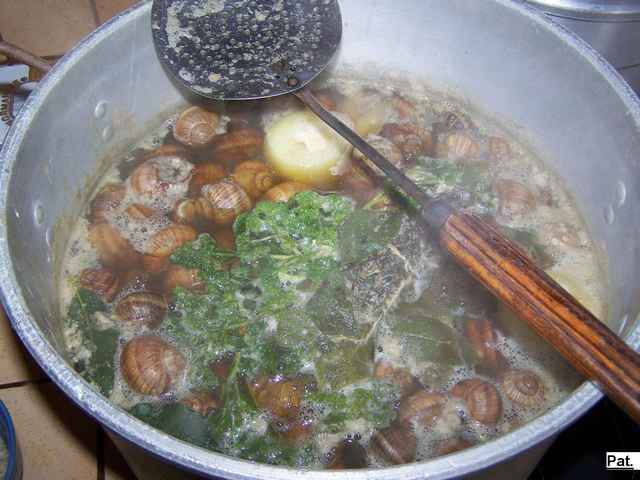 Escargot de Bourgogne 104_0515