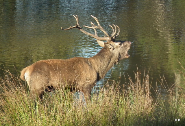 chasse a courre 2010/2011  Dscf0219