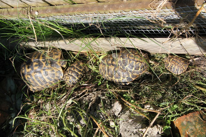 Mes choupettes au soleil 5tortu10