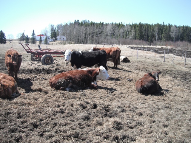 Mes vaches 2010_017