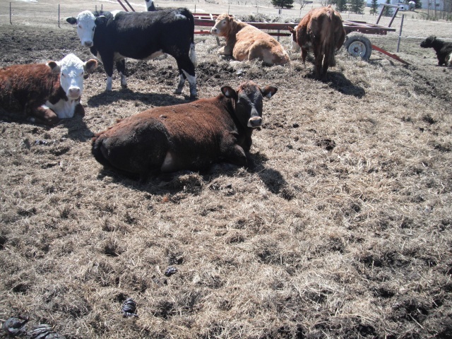 Mes vaches 2010_019