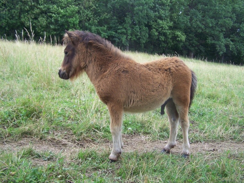 BOUNTY DES MIGNOTINES Bukkerupgards Svante x Ninia Schuracke 100_0214