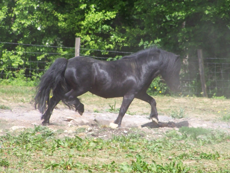 2011 - BARONNE DES MIGNOTINES 101_1610