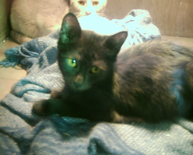 Salem chaton noir male de 4/5 mois Dsci0317