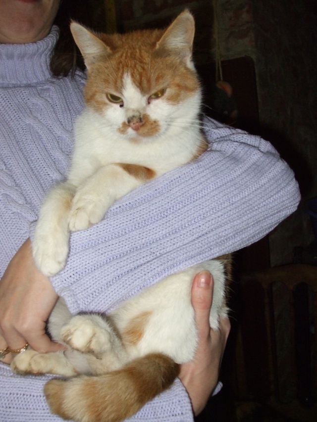 Missy Chatte un an blanche et rousse Photo_10