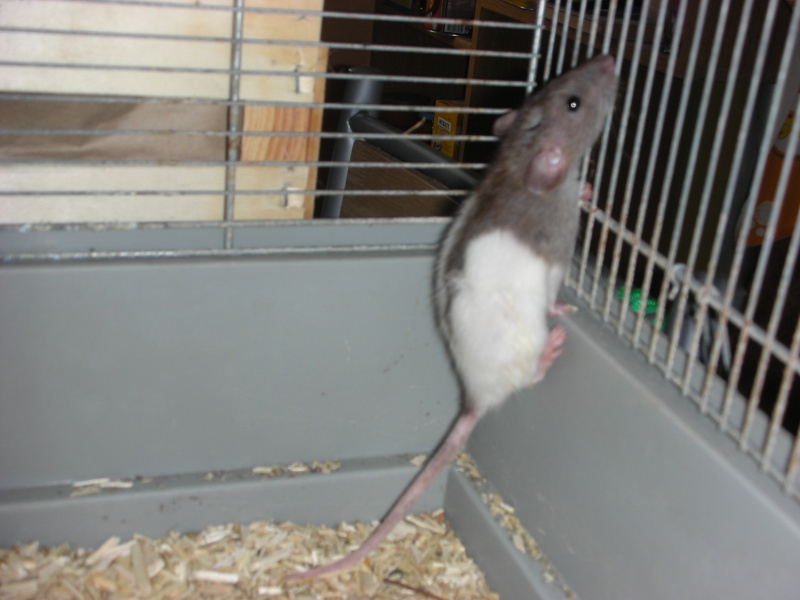 petites femelles rattes a adopter77 Dscn5625