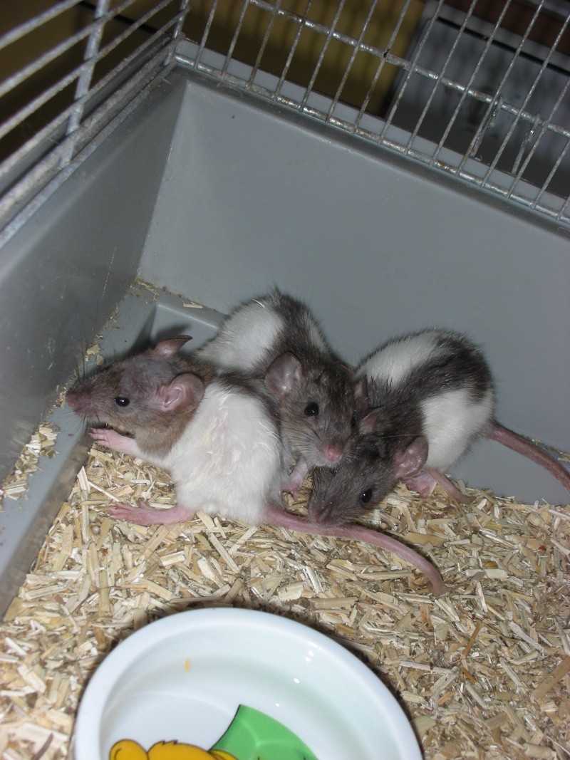 petites femelles rattes a adopter77 Dscn5627