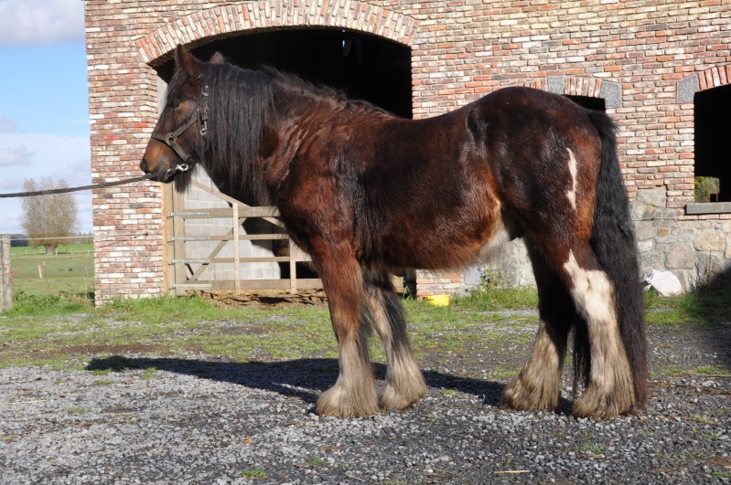 tonka - Tonkas Boy! fils de Tonka et petit fils de Lottery horse : news p.8!!! 340310