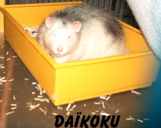 Dakoku Daikok11